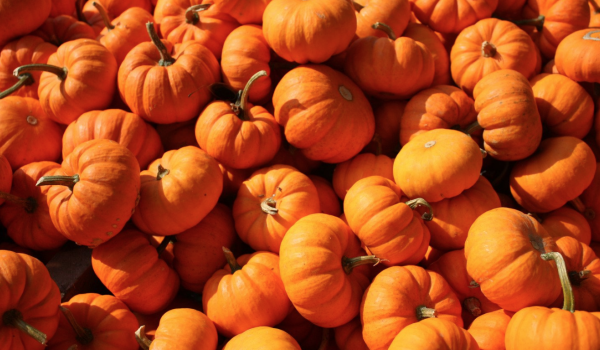 6 Ways to Recycle Your Halloween Pumpkins: