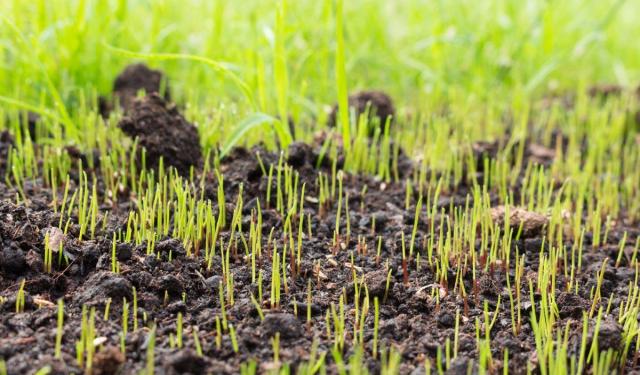 Should You Ever Let Your Lawn Go to Seed?