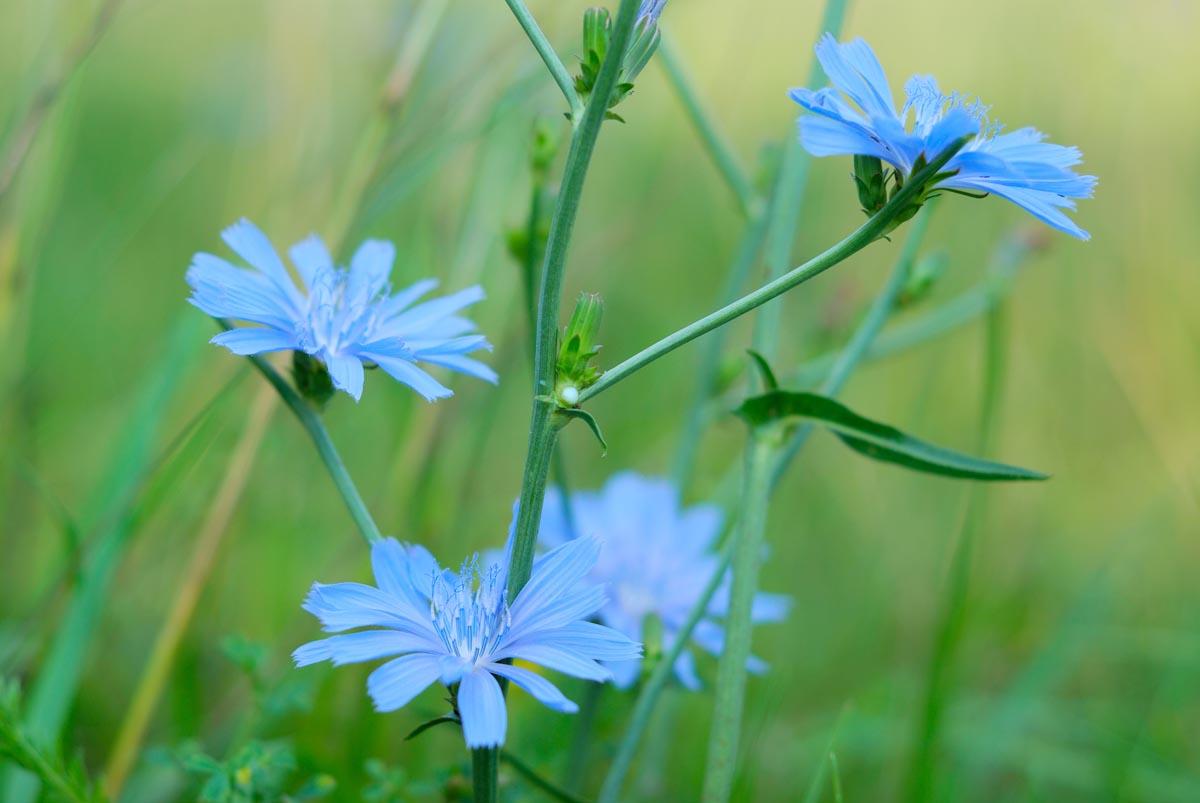 Chicory Gaining Popularity in Pastures - Blog | Nature's Seed