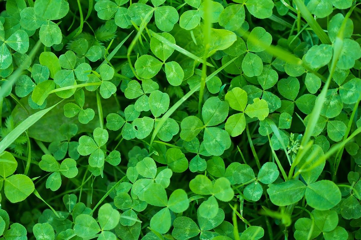 Why You Should Add Clover To Your Lawn Grass - Blog | Nature's Seed