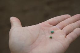 Buffalograss seeds on hand