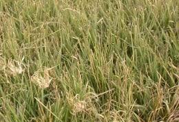 Buffalograss turf