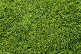 Top view of Bermuda grass