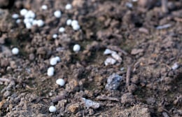 Seeds on the soil