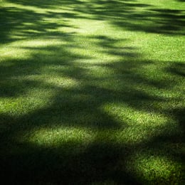 Sun and shade on lawn