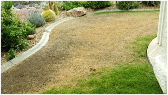The A-Z Guide to Fertilizing New Grass Seeds For a Lush Lawn