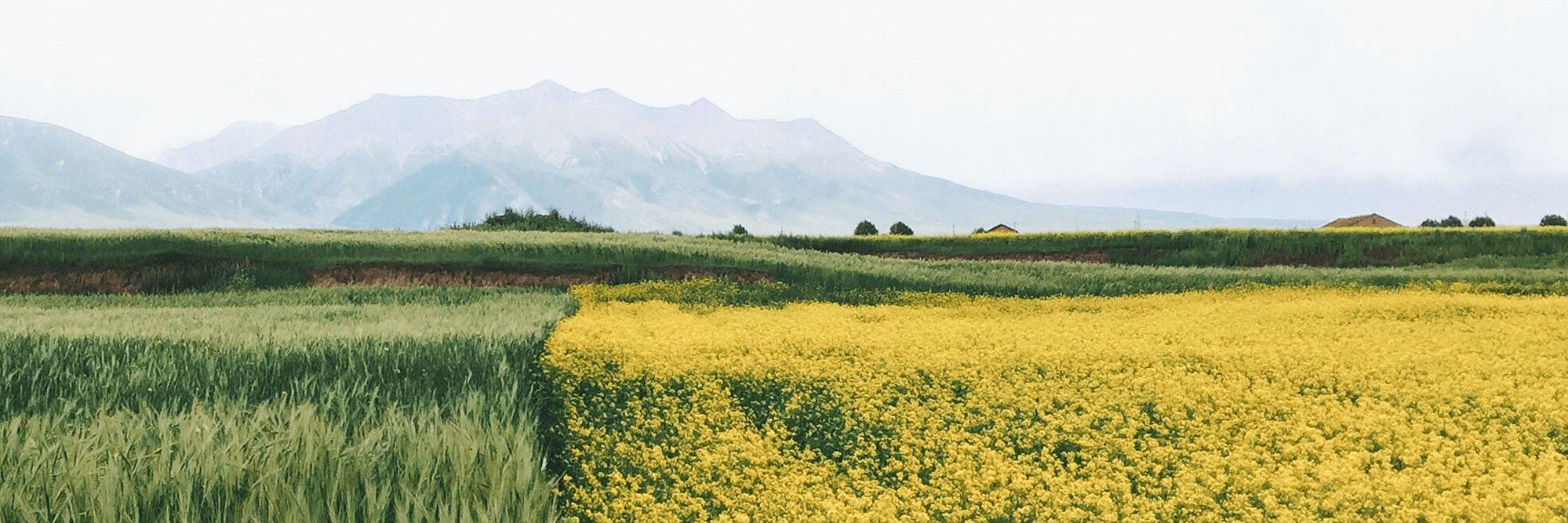 Tangent Oregon Yellow Field