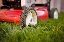 Maintain Your Lawn During A Heat Wav - Blog | Nature's Seed