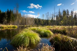 Stop Wetland Destruction: Avoid Peat Moss When Germinating Grass Seed