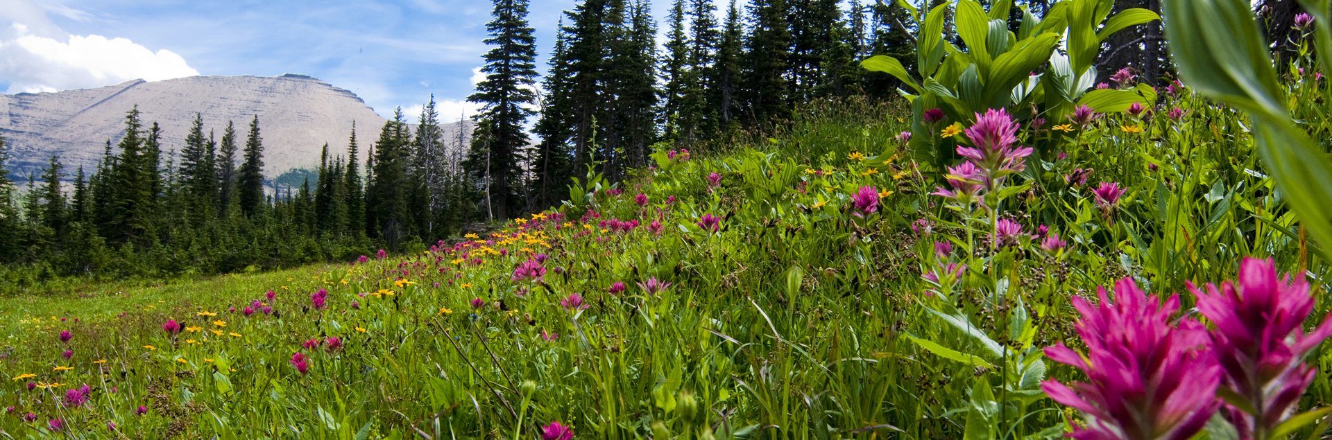 Montana Flower field
