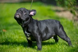 Black bulldog on grass