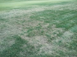Chinch bug damaged lawn