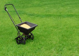 Fescue grass with fertilizer spreader