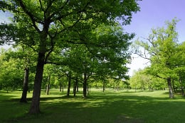 Fescue grass in part shade by trees