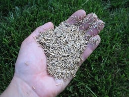Handful of grass seeds