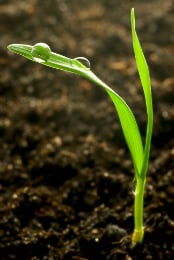 Grass seedling sprout