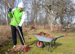 Clearing up dried leaves for winter