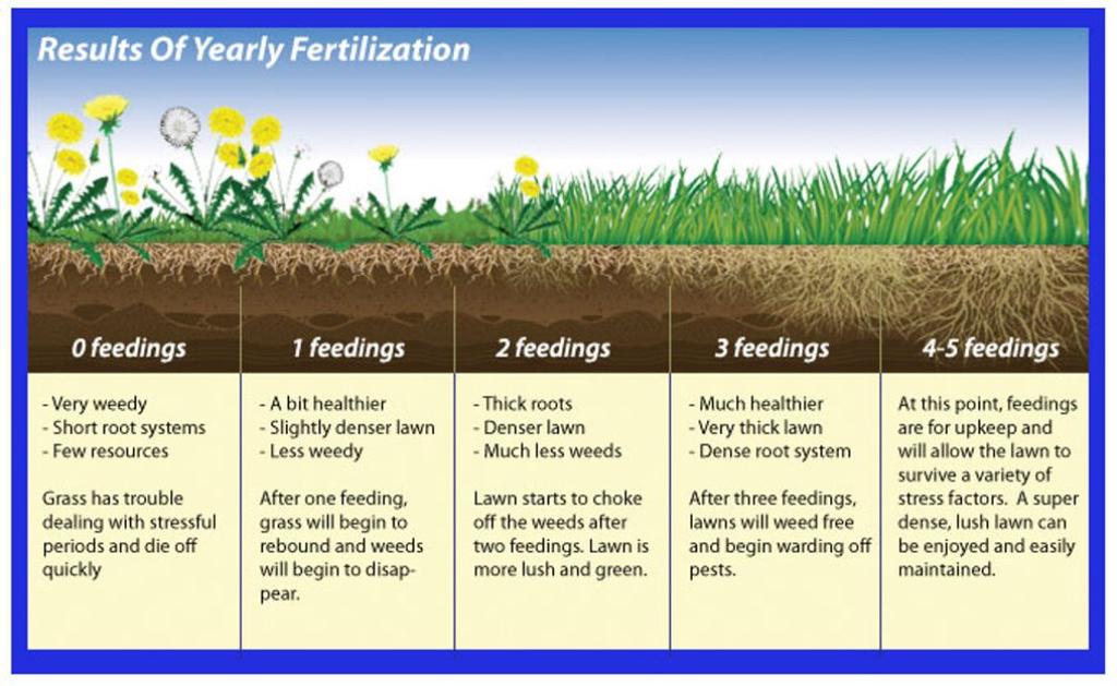 how-often-to-fertilize-lawn